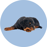 Untitled design (11).png