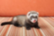ferret-02.jpeg