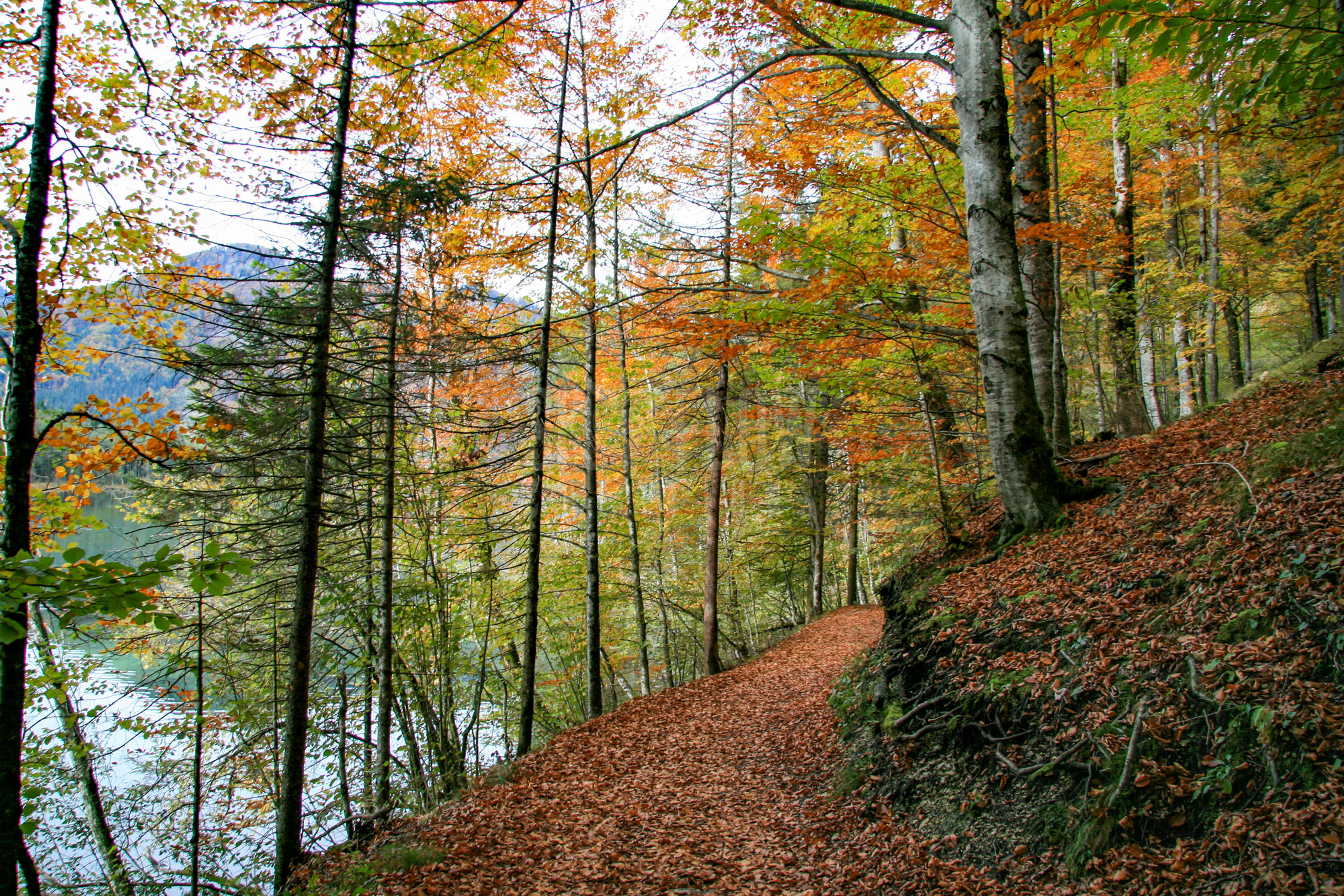 SFC197-Autumn in Grünau, Austria