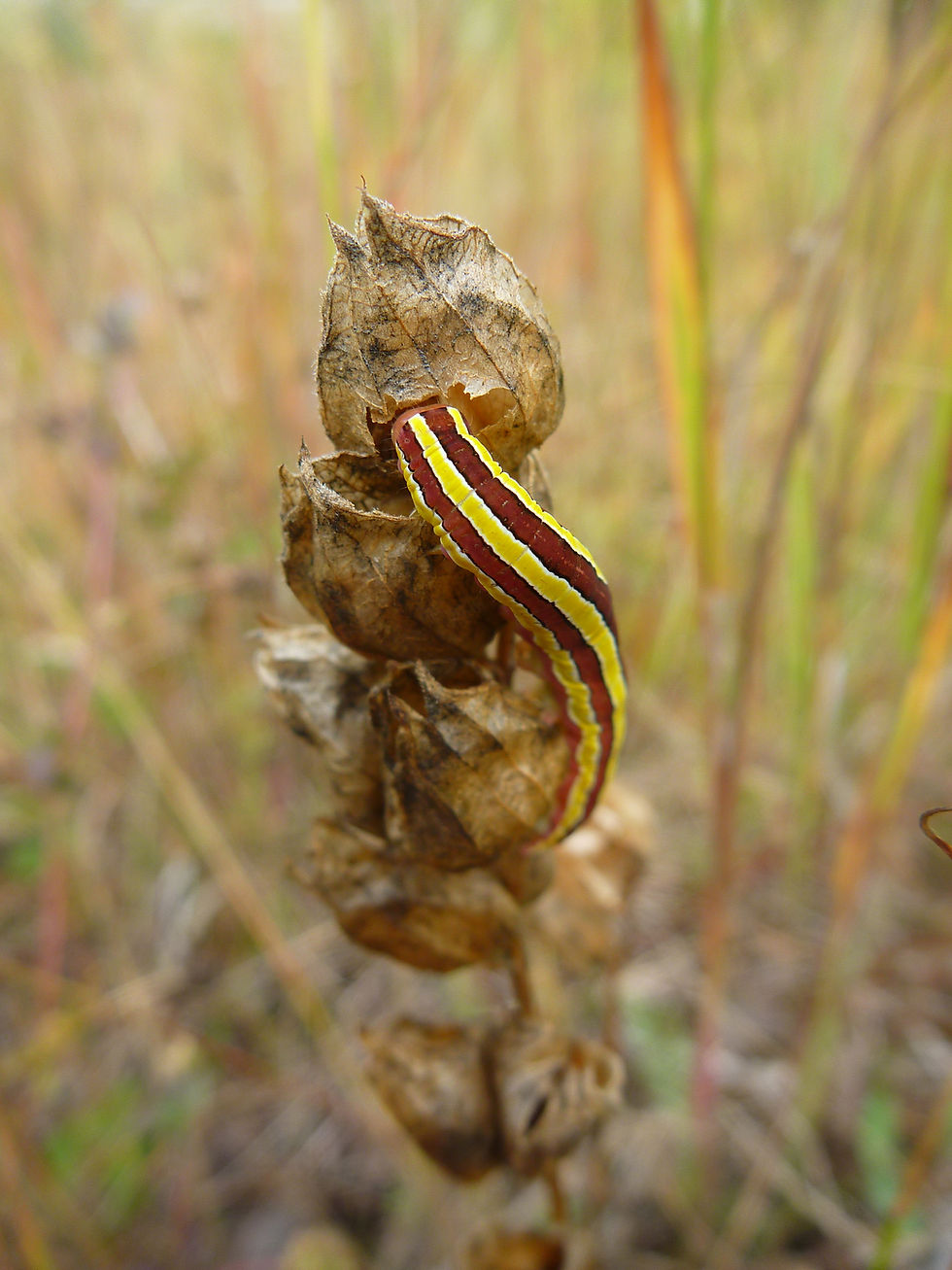 seed herbivory on Rhinanthus