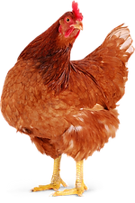 hiclipart.com (4).png
