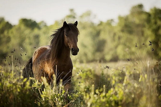 Mare roaming freely in the Southwestern United States