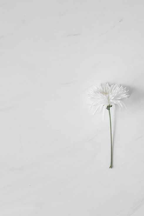 flor en fondo blanco.jpg
