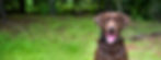 Hector with forest background smaller copy-gigapixel copy cropped.jpg