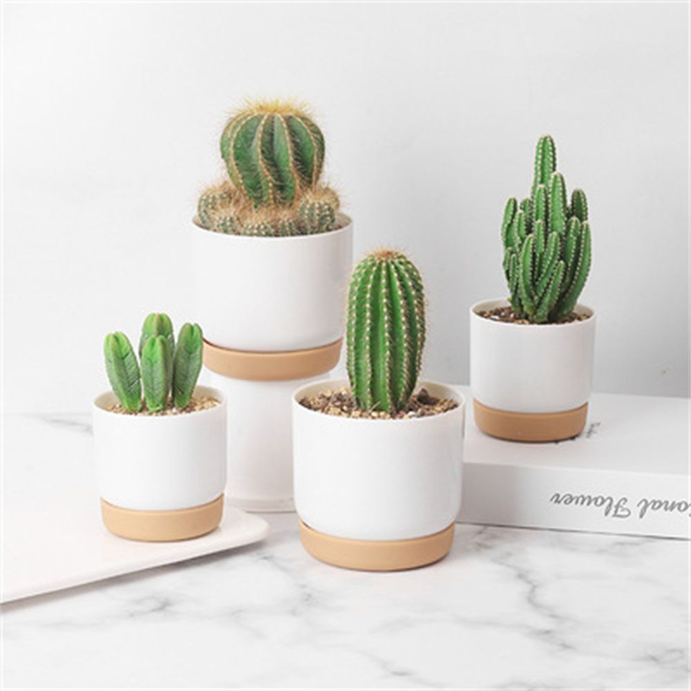 Minimalist self-watering ceramic planter with cactus