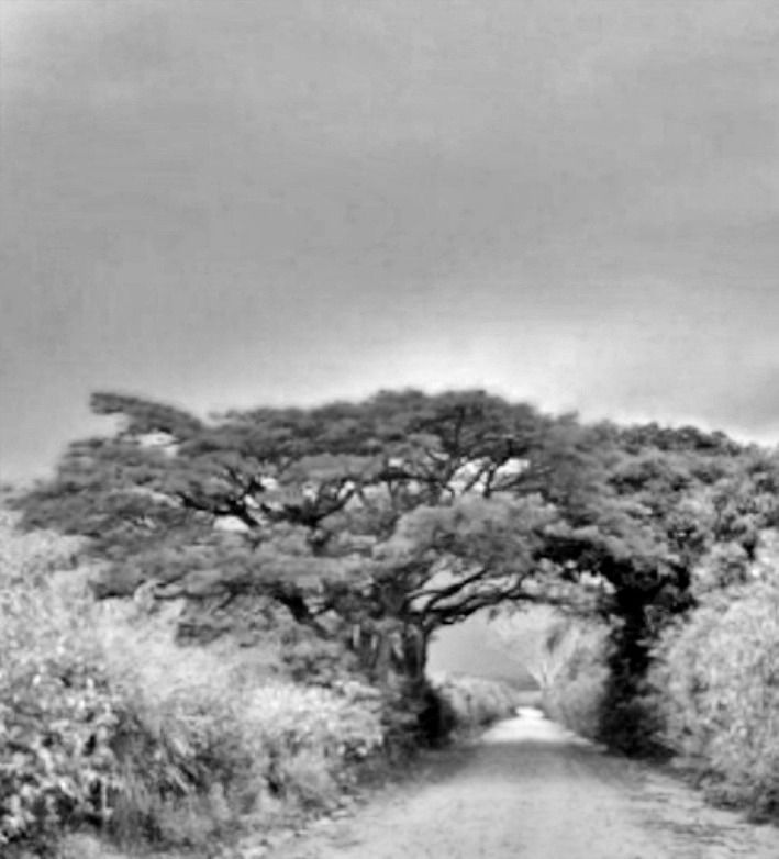 Miniatura: Foto Paisagem para Pintar