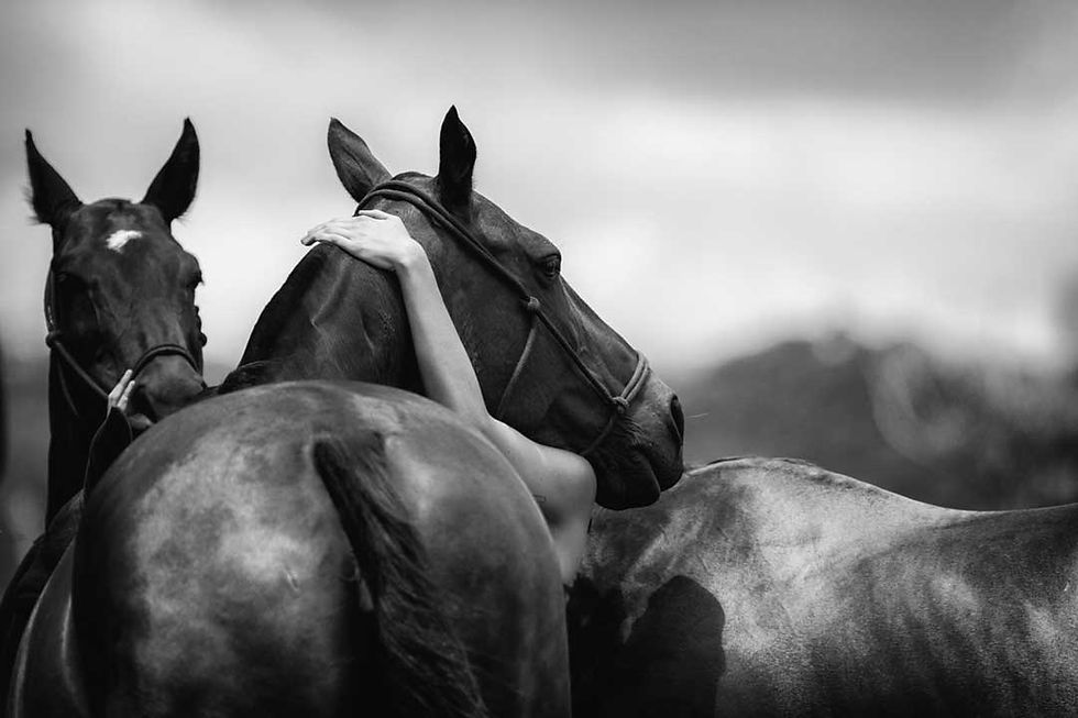 Equestrian-Photography Auckland