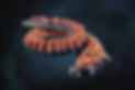 Dragon 2.jpg