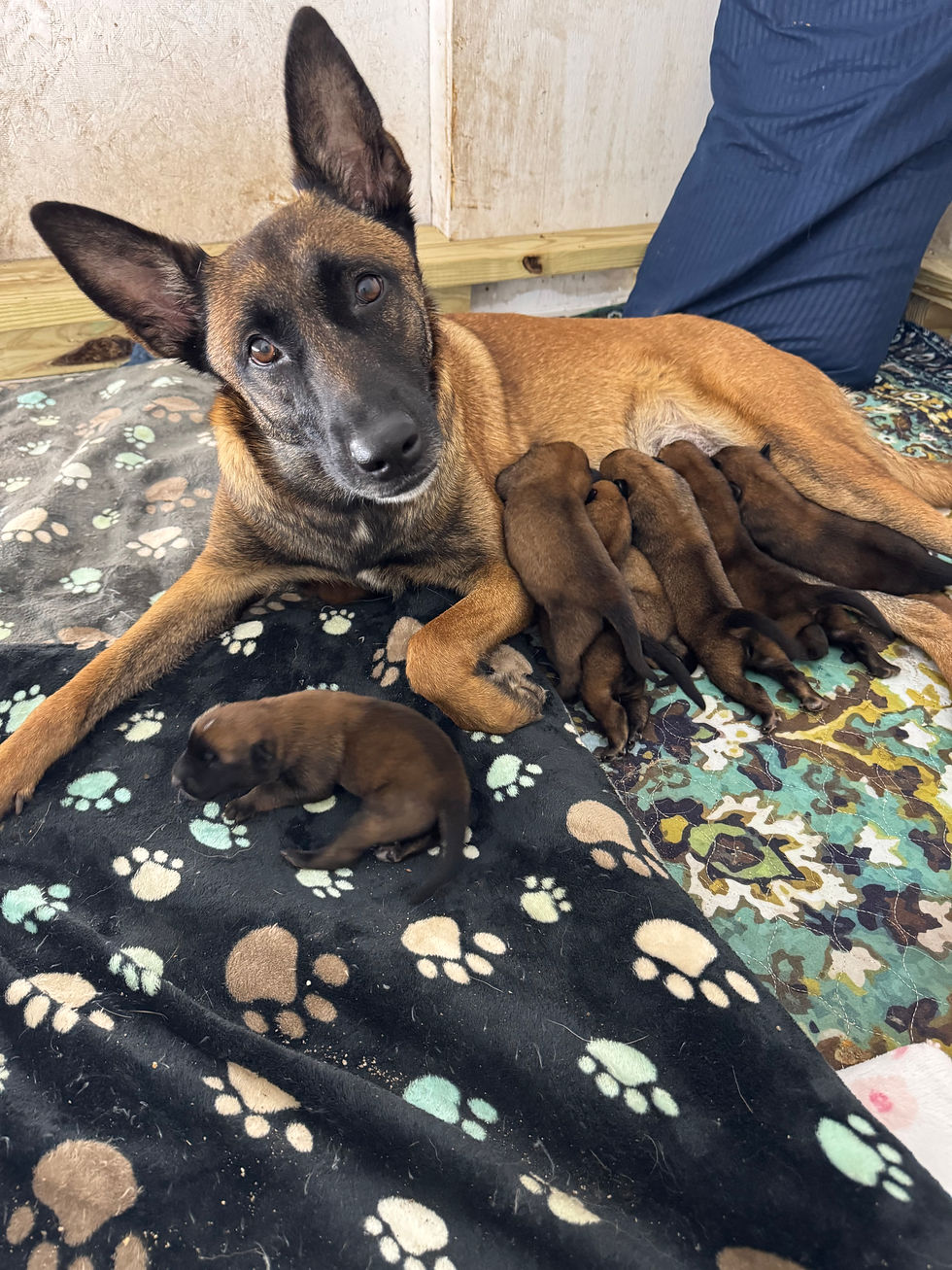D5626pups.jpeg