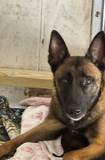 Sasha, Mom - Belgian Malinois