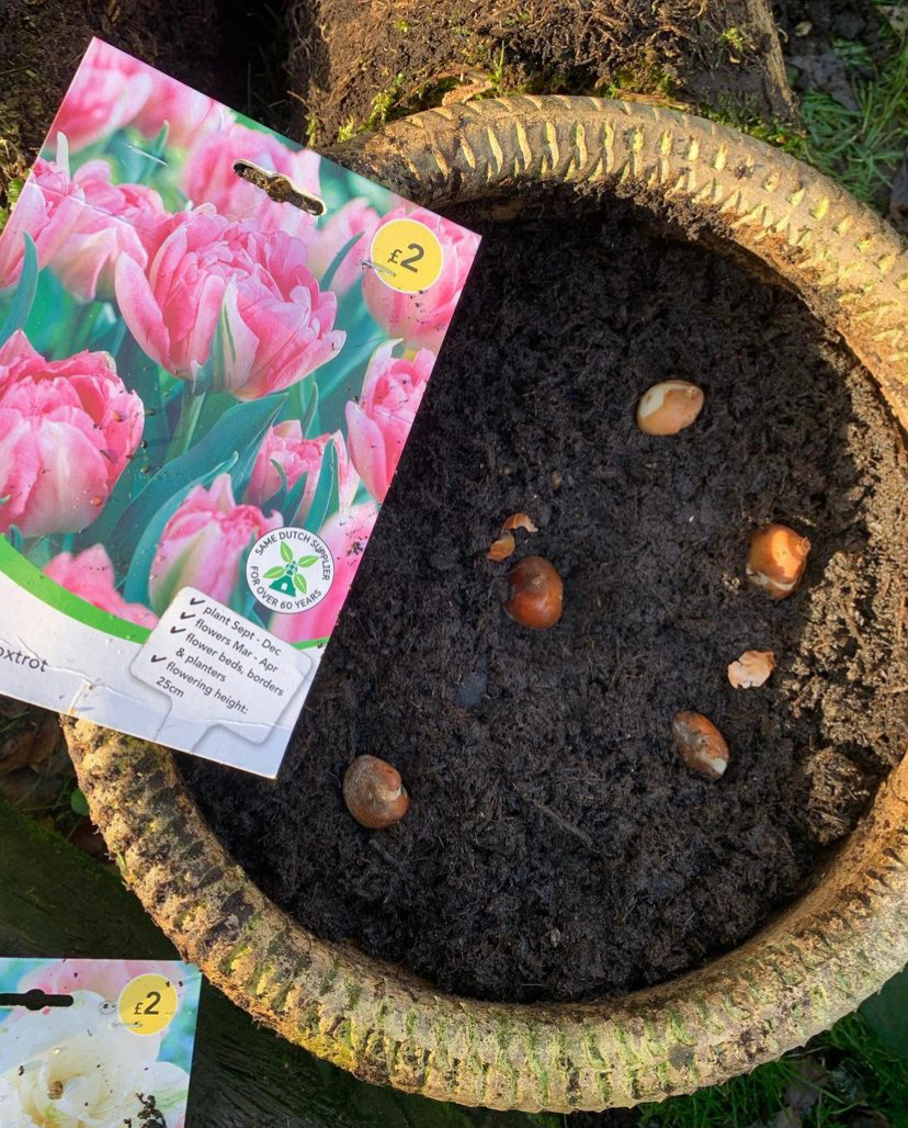 tulip bulbs
