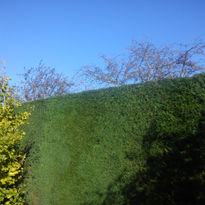 Conifer Trimming