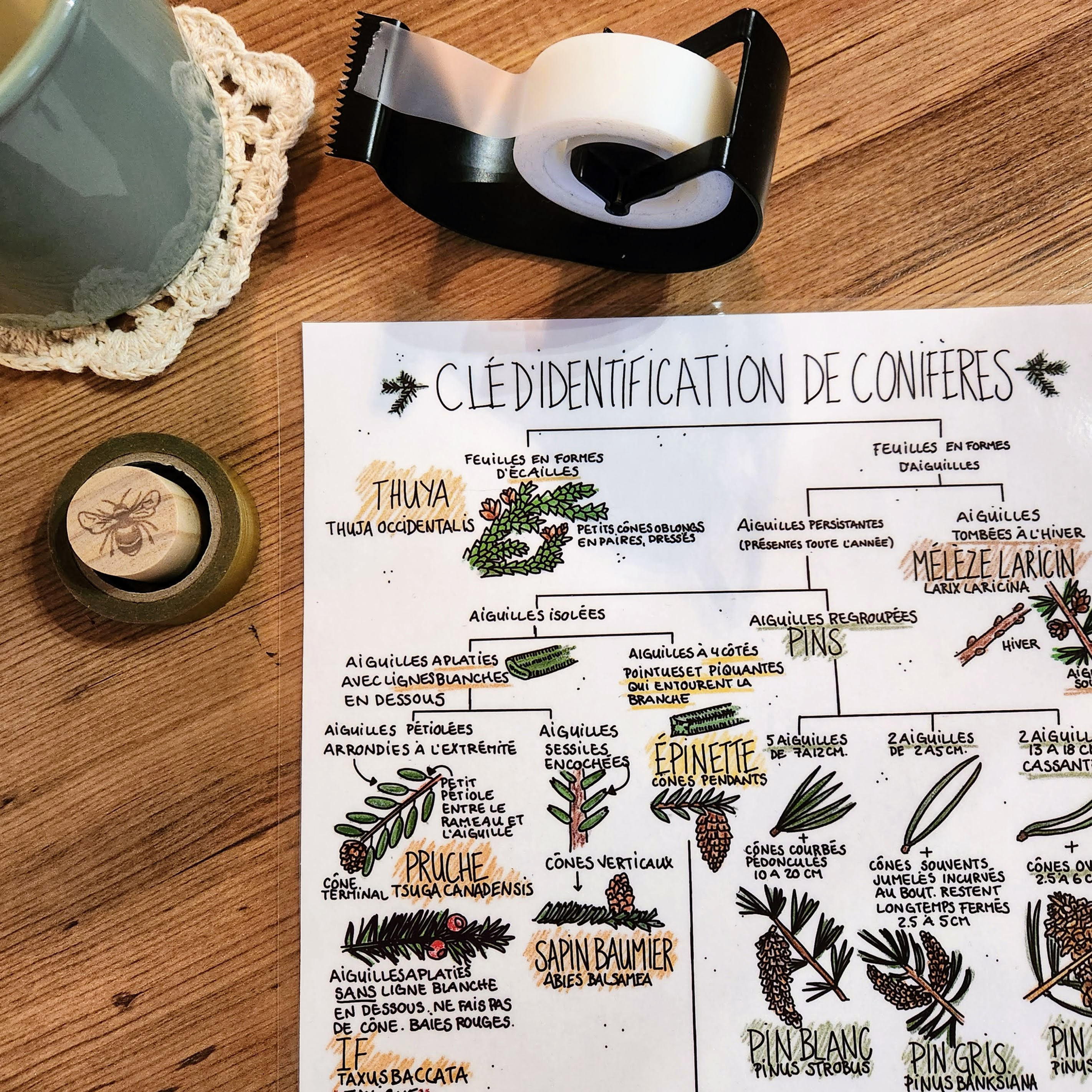 Clé d'identification de conifères