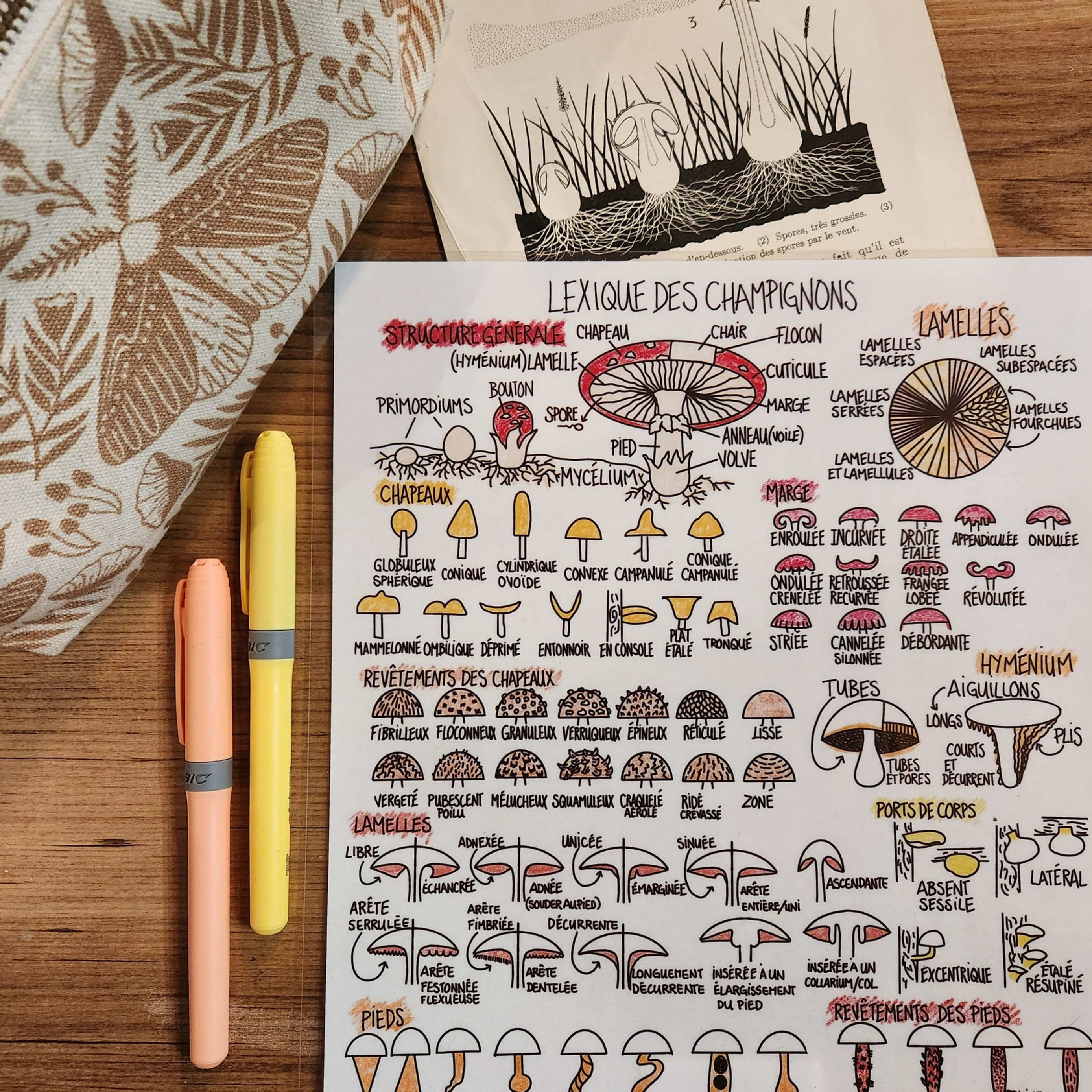 Lexique des champignons