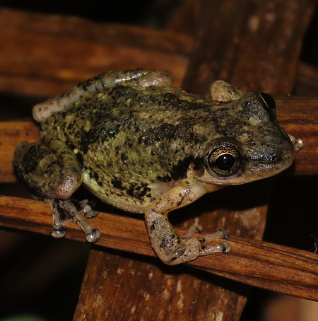 Scinax ruber.JPG