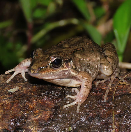 Leptodactylus fragilis.JPG
