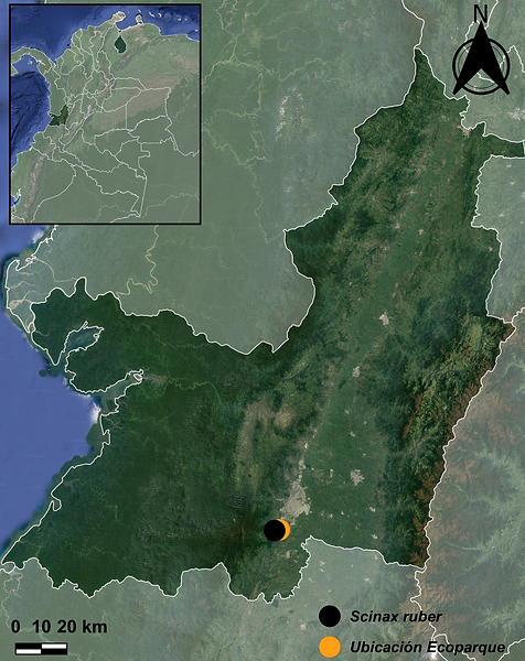 Scinax ruber.png