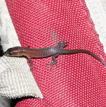 Ptychoglossus vallensis or Alopoglossus vallensis.JPG
