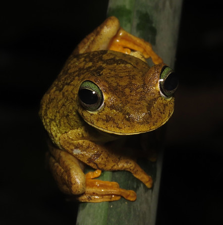 Boana platanera.JPG