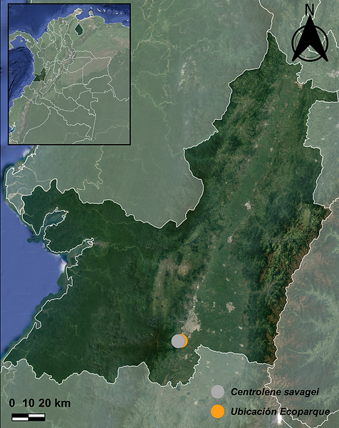 Centrolene savagei.png