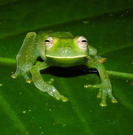 Centrolene savagei.JPG