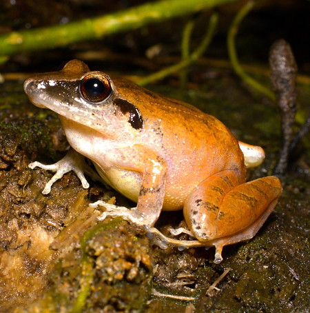 Pristimantis achatinus.jpg