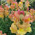 Antirrhinum majus ssp.
