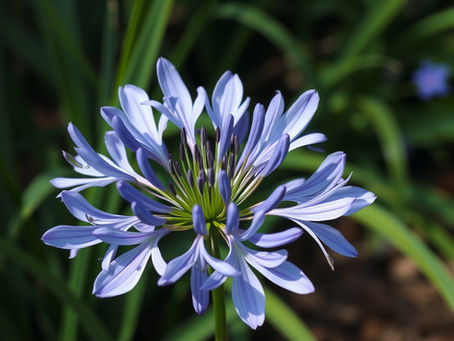 Enhancing Your Garden with Agapanthus Species: An Excellent Plan for Blooming Success
