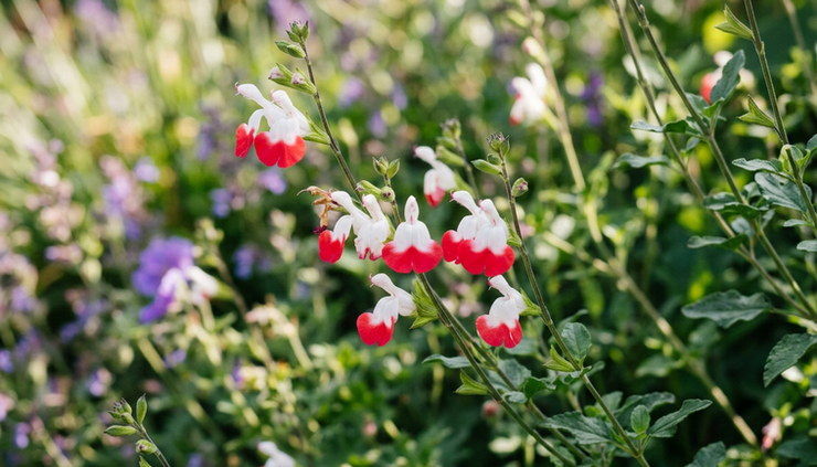 Close-up view of Salvia Hot Lips flowers in a sunny garden border.