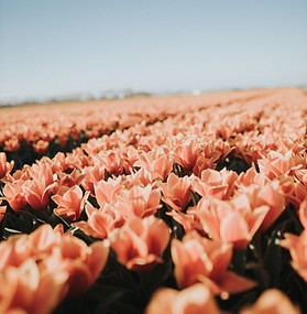 Reviews client centred approach.jpg