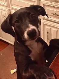 Dogge