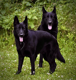 Kobi & Cuda