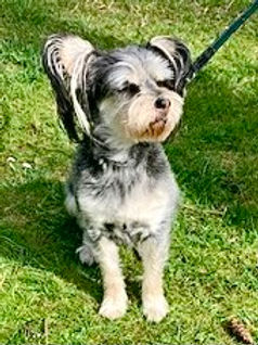 Rufus