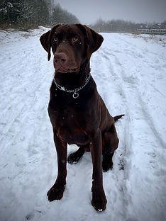 Moose