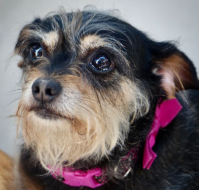 Abby & Elmo (Adoption Pending)