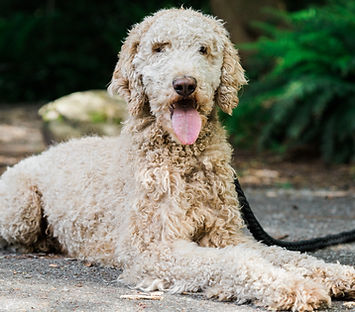 Lionel *** Smart and Exciting *** Full Bio Available