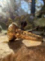 Thumbnail: Antique Georgian 3.13ct Oval Old Mine Brilliant Cut Diamond 18k 