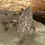 Thumbnail: Victiorian Rose Cut Diamond Navette 