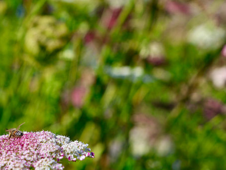 🌿 Why Truly Local Matters: Farm-to-Table Dining in Mornington