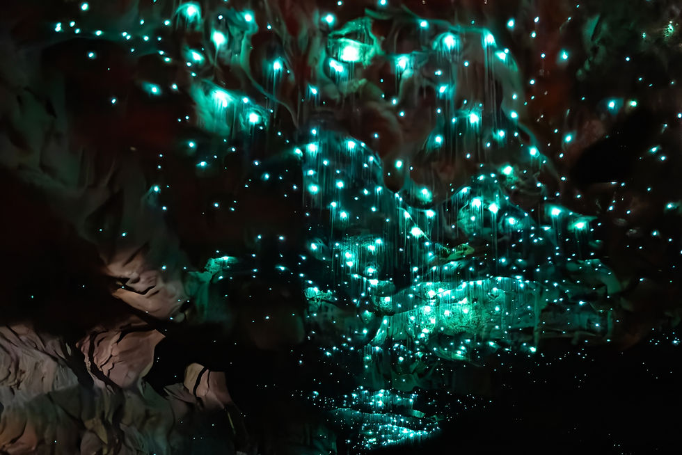 Waitomo, New Zealand - Dec 3 2015_ The Long Exposure of glowworm in the Waitomo Glowworm C