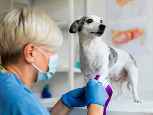 Giárdia em cachorro: como a água da torneira pode colocar seu pet em risco