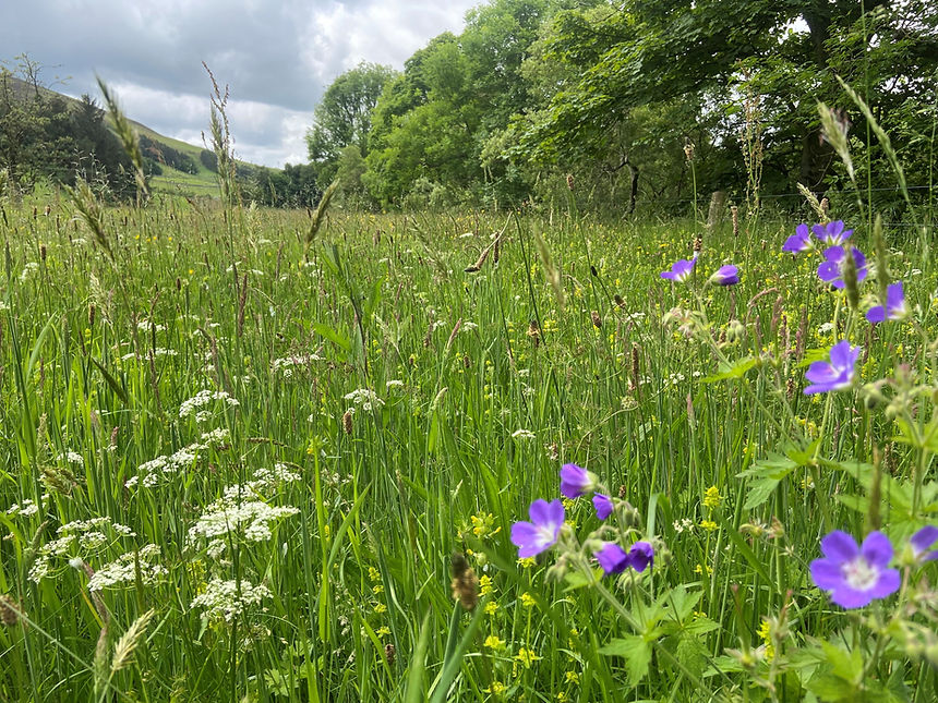 Ruth wood cranesbill.jpg