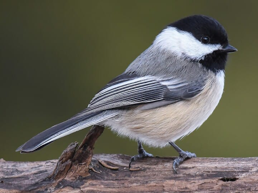 Black-Capped Chickadee