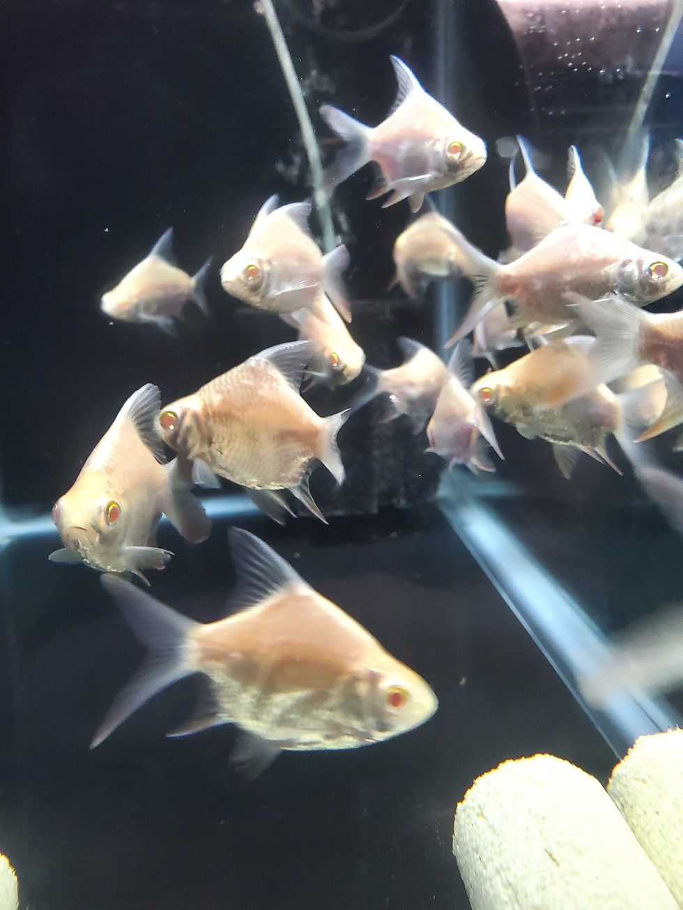 Thumbnail: Short Body Albino Tinfoil Barb 3-3.5"