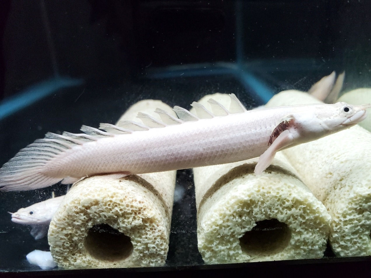 Platinum Endlicheri Bichir 3.5-4"