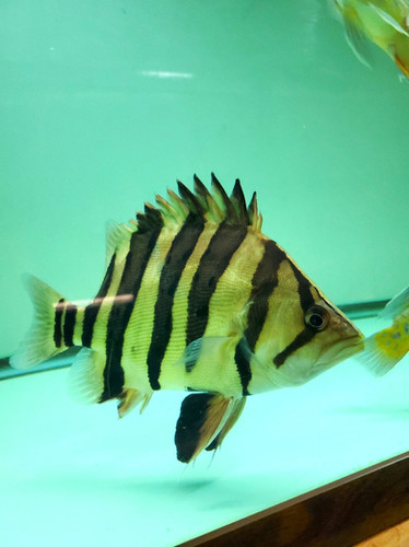 Sumatra Tiger Datnoid 9-10