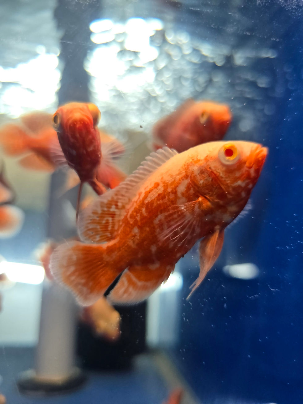 Thumbnail: Albino Nemo Red Tiger Oscar 2.5-3"