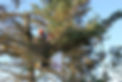 tree-surgery-g412bde984_1920.jpg