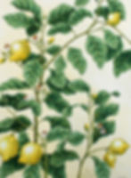 Lemon Citrus Limon