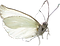 cw-butterfly.png